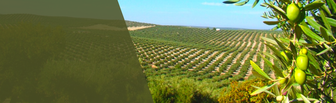 VER TODOS LOS PRODUCTOS DE LA FÁBRICA DE ORO